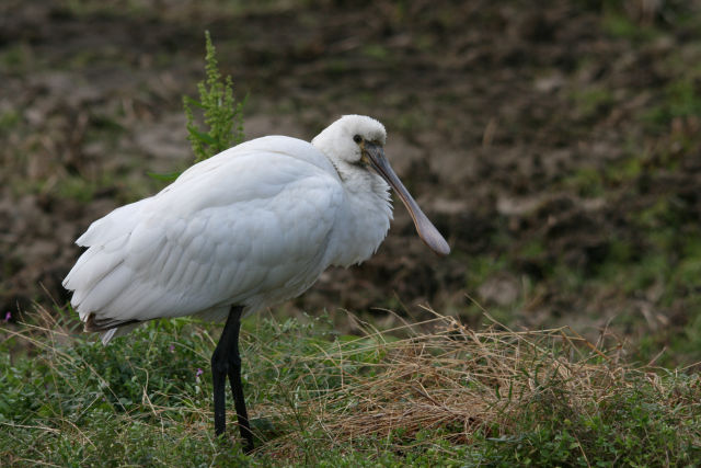 Img_7753_2 Img_7753_2