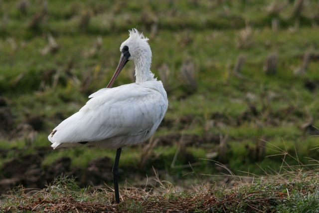 Img_7782_2 Img_7782_2