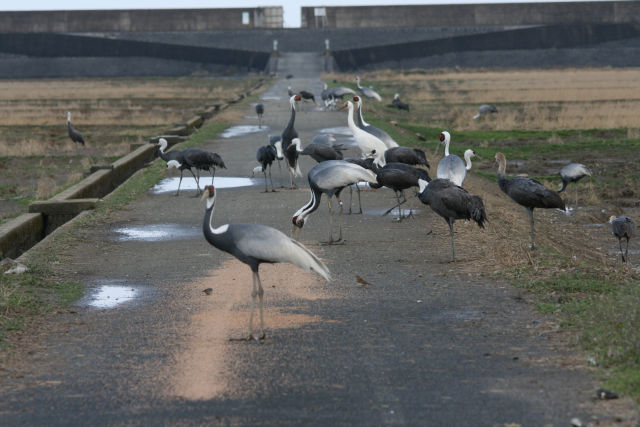 Img_7800_2 Img_7800_2