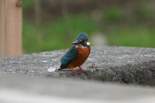 Img_7882_2 Img_7882_2